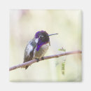 Buscar rama imanes Colibrí