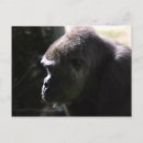 Buscar gorila postales Salvaje