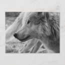 Buscar lobo blanco negro postales Gris