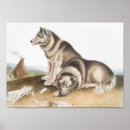 Buscar perro lindo arte Vida silvestre