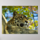 Buscar parque zoológico posters Gato