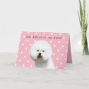 Buscar frise del bichon tarjetas Perro