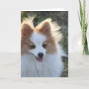 Buscar perro pomeranian tarjetas Lindo