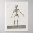 Buscar esqueleto humano posters Médico