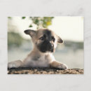 Buscar pastor aleman postales Animal