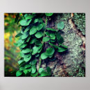 Buscar creciendo posters Fotografía