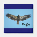 Buscar eagle calvo imanes Fauna