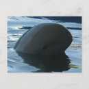 Buscar beluga postales Lindo