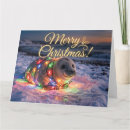 Buscar foca tarjetas Animal