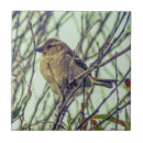 Buscar gorriones azulejos Pájaros