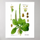 Buscar planta de plátano posters Para todos