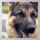 Buscar pastor posters Canina