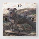 Buscar pitbull relojes de pared Para todos