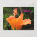 Buscar hibiscus postales Naranja