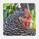 Buscar pollo adornos Granero