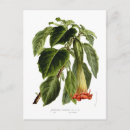 Buscar trompeta postales Brugmansia