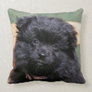 Buscar pomeranian cojines Perro de pomerania enano