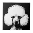 Buscar caniche azulejos Perro