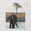 Buscar elefante africano postales General y unisex