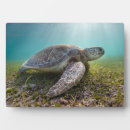 Buscar tortugas placas fotograbadas Mar