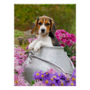 Buscar beagles posters Para niños