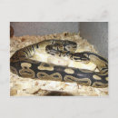 Buscar pitón postales Bola