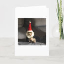 Buscar kittie tarjetas Cats