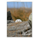 Buscar aves rapaces postales Vigilante de pájaro