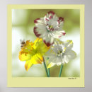 Buscar narciso posters Jardín