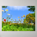 Buscar amapola azul posters Flor