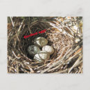 Buscar cardinal postales Rojo
