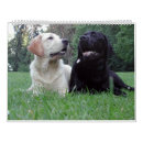 Buscar labrador retriever calendarios Negro