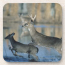 Buscar venado de cola blanca posavasos Fauna