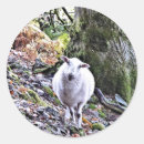 Buscar ovejas lindas pegatinas General y unisex