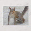 Buscar ardillas postales Vida silvestre