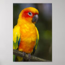 Buscar conure posters Ave