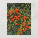 Buscar curandero postales Vintage