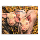 Buscar cerdos calendarios Vida silvestre