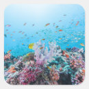 Buscar submarinismo pegatinas Peces tropicales