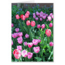 Buscar tulipán Primavera