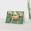 Buscar oveja tarjetas Granjas