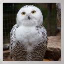 Buscar búho blanco posters Marrón