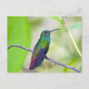 Buscar sarapiqui Colibrí