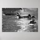 Buscar pingüino blanco y negro posters Para todos