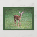 Buscar fawna postales Naturaleza