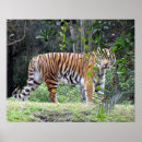 Buscar tigre de bengala posters Felino