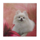Buscar perro de pomerania azulejos Animal