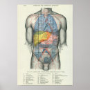 Buscar órganos internos posters Anatomía