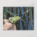 Buscar rana verde postales Ranas