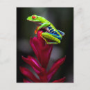 Buscar observado postales Costa rica